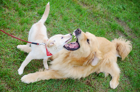 犬へのトラウマを作らないように_f0044853_13121827.jpg