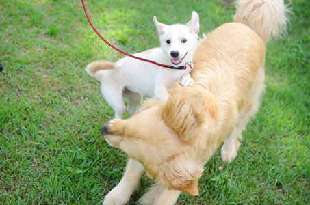 犬へのトラウマを作らないように_f0044853_13132516.jpg
