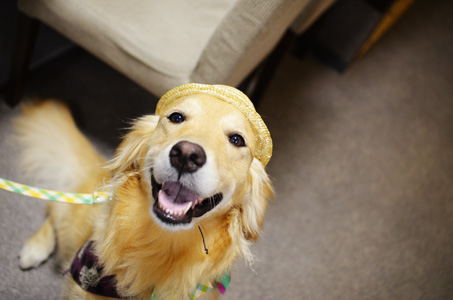 犬へのトラウマを作らないように_f0044853_13224183.jpg