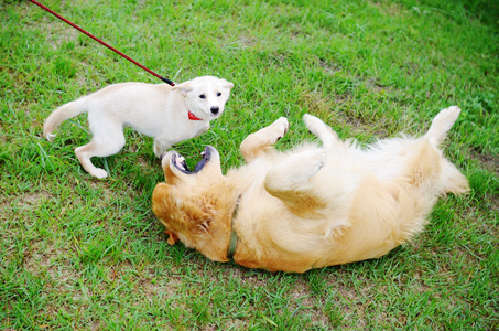 犬へのトラウマを作らないように_f0044853_1392372.jpg