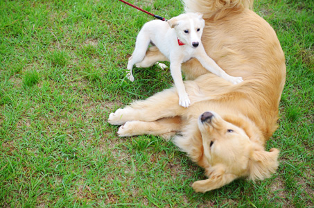 犬へのトラウマを作らないように_f0044853_1392418.jpg