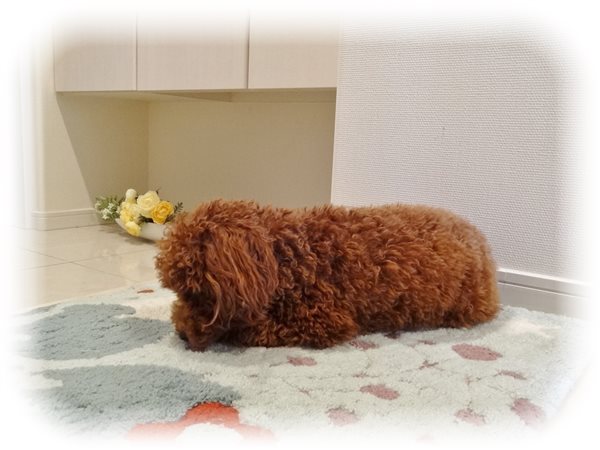 忠犬あかりちゃん はむはむガーデン 忠犬あかりちゃん はむはむガーデン