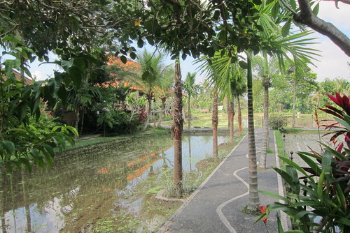 Bali-9._c0153966_19131464.jpg