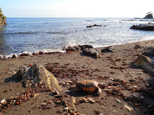 「湘南三浦シークレットビーチ」!_f0278974_15121498.jpg