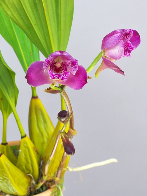 Bifrenaria tyrianthina fma. escura_a0267399_921153.jpg