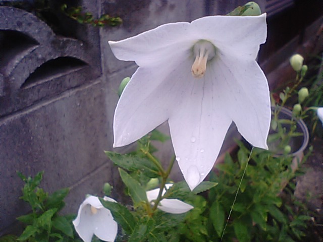 白桔梗と青紫のキキョウの花と花言葉 13 6 29 徳ちゃん便り 白桔梗と青紫のキキョウの花と花言葉 13 6 29 徳ちゃん便り