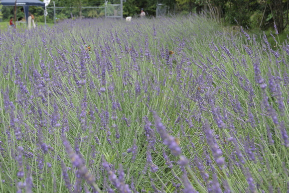 c0020320_1603570.jpg