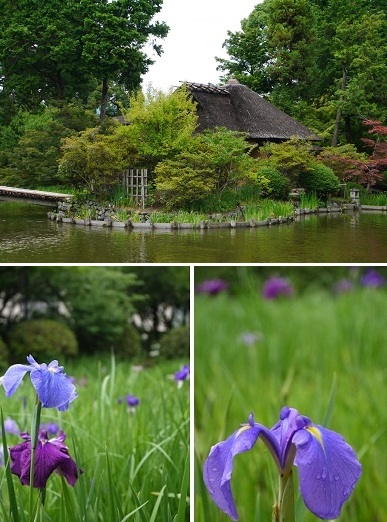 初夏の花々 ~梅宮大社(京都)~_c0235725_1183174.jpg