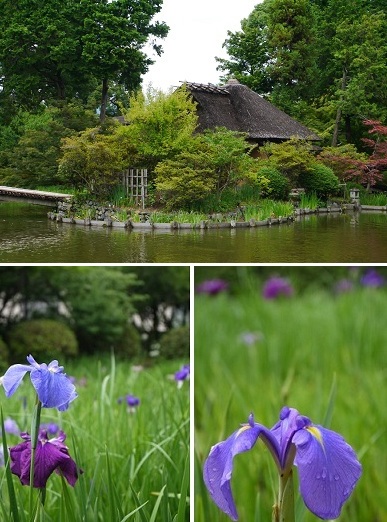 初夏の花々　　～梅宮大社（京都）～_c0235725_1183174.jpg