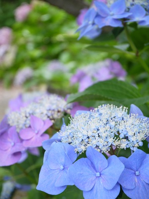 初夏の花々　　～梅宮大社（京都）～_c0235725_1224594.jpg
