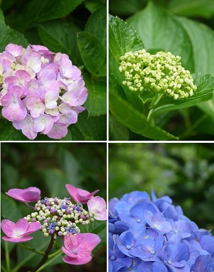 初夏の花々 ~梅宮大社(京都)~_c0235725_1233623.jpg