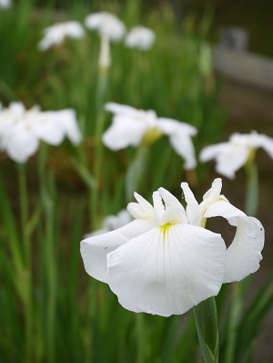 初夏の花々　　～梅宮大社（京都）～_c0235725_1313257.jpg