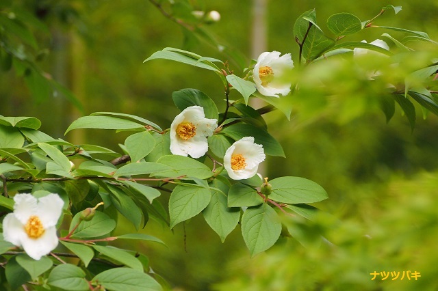 　季節の花と今日のニャンコ_f0214527_1036571.jpg