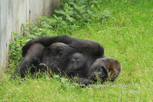 千葉市動物公園_a0207736_2195735.jpg