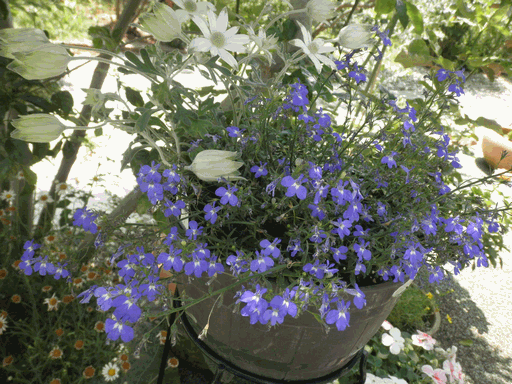 c0136736_15464799.gif