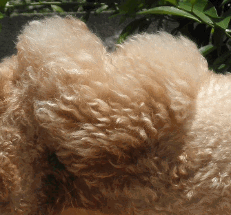 c0136736_1552222.gif