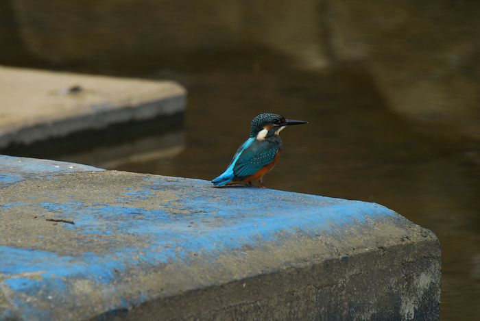 『子カワセミたちの季節／2013.06.18』 ykf-9_a0289546_0421615.jpg