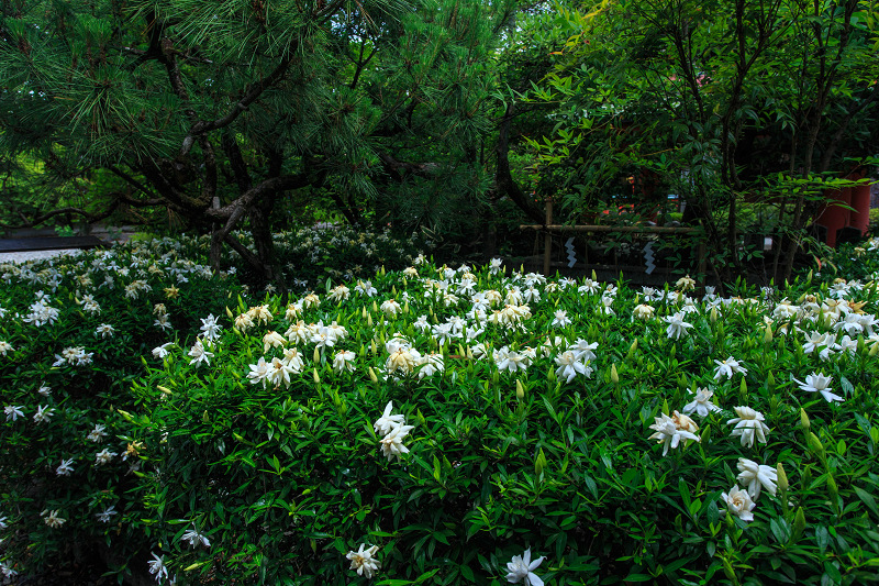 茅の輪くぐり（車折神社）_f0155048_19562443.jpg