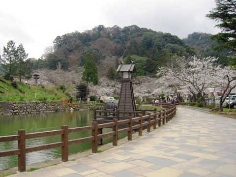 鹿野城跡公園の桜七分咲き（鳥取市鹿野町）_d0049152_15204258.jpg