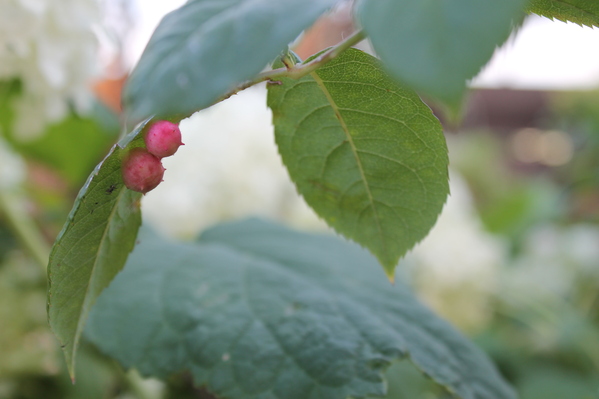 赤い実 その正体は さにべるスタッフblog Sunny Day S Garden