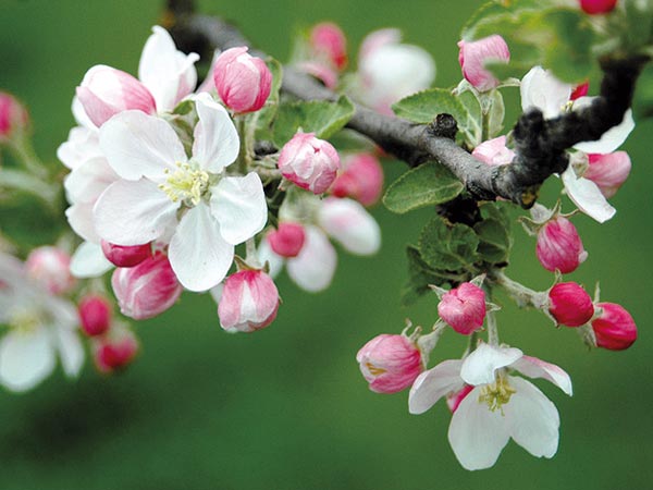 すべての美しい花の画像 ロイヤリティフリーりんご 花言葉