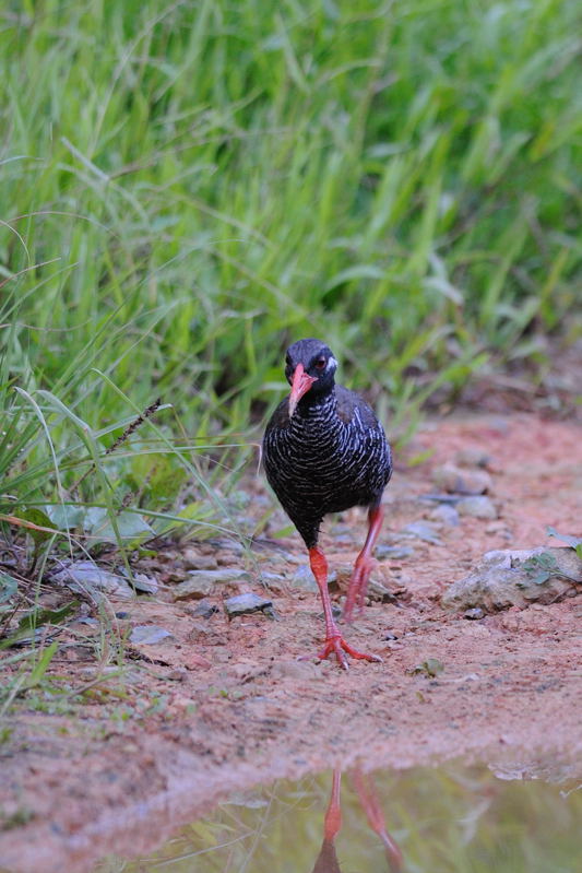 沖縄の山原にてヤンバルクイナ : 湘南ＢＩＲＤＥＲ