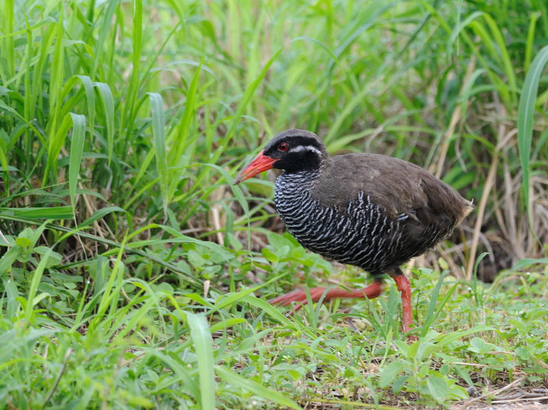 沖縄の山原にてヤンバルクイナ : 湘南ＢＩＲＤＥＲ