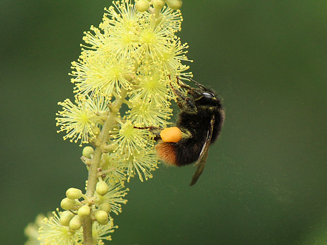 アカメガシワの花と昆虫たち_d0146854_2355799.jpg