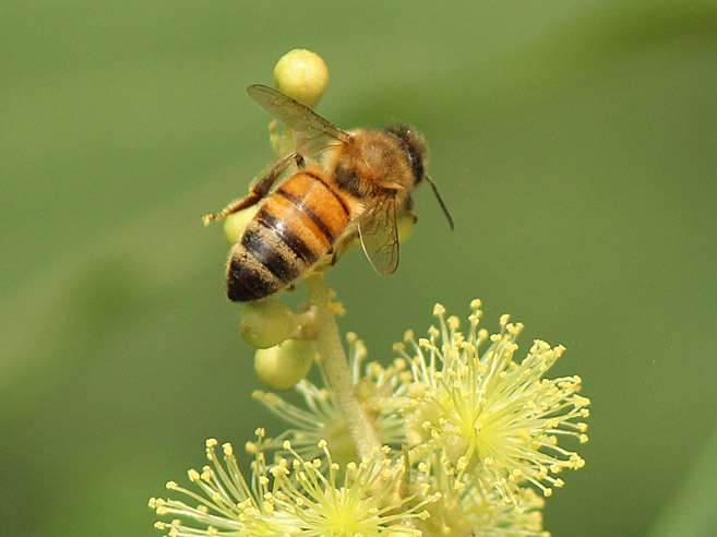 アカメガシワの花と昆虫たち_d0146854_23593943.jpg