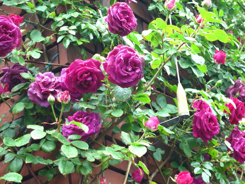 d0231057_105016.jpg