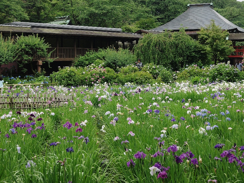 本土寺の花と緑　その２_d0316677_21411981.jpg