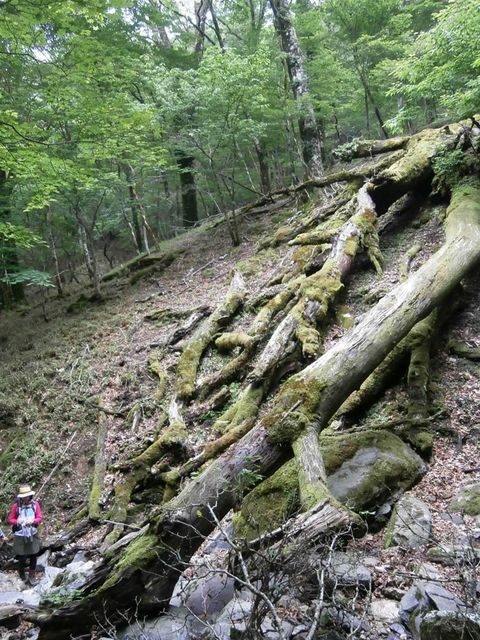 白鳥山(肥後屋久島～苔祭)_b0286982_125124100.jpg