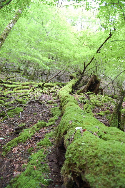 白鳥山(肥後屋久島～苔祭)_b0286982_1253470.jpg