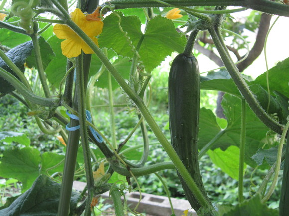 f0237399_82986.jpg