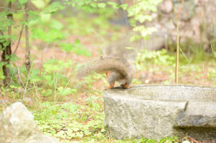 りすのバトル(14photos)_c0301809_152382.jpg