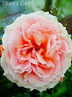 Rosa × \'Paul Bocuse\'_b0099813_0223935.jpg