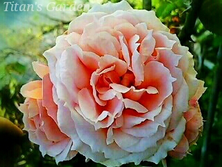 Rosa × \'Paul Bocuse\'_b0099813_0223946.jpg