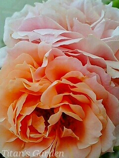 Rosa × \'Paul Bocuse\'_b0099813_0223975.jpg