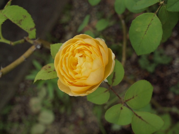 青いりんごとバラの花_c0116915_22581773.jpg