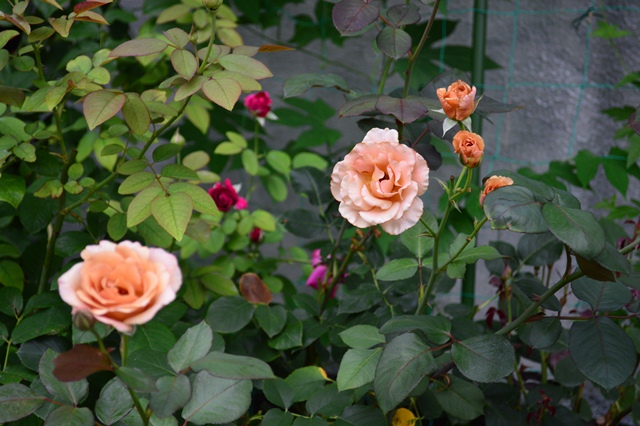d0096422_71851100.jpg