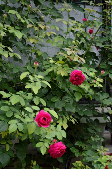 d0096422_7501171.jpg