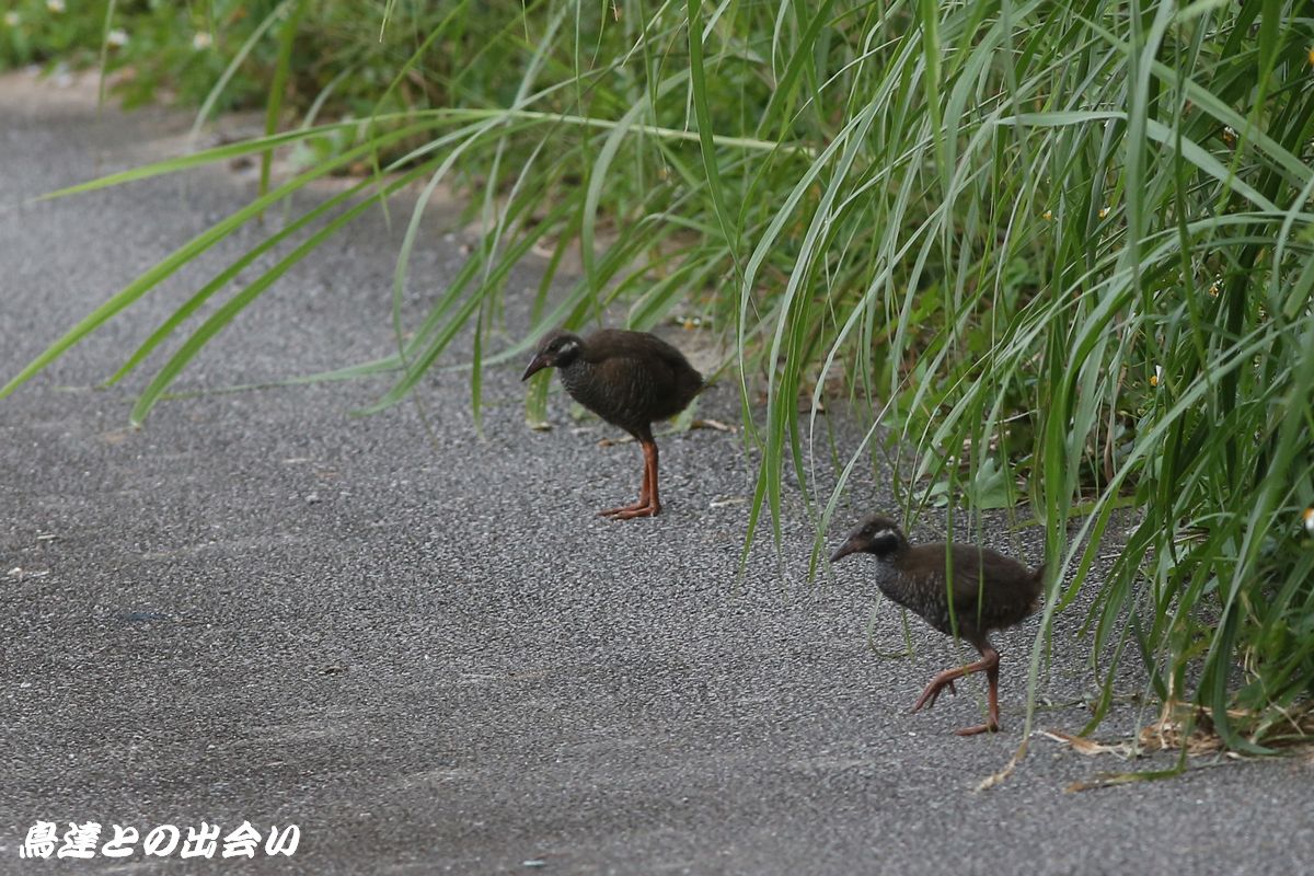 南の島　・・・　ヤンバルクイナ_e0139623_19182570.jpg