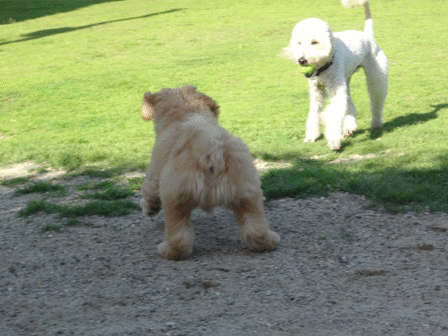 c0254426_17419.gif