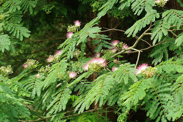 f0007926_118690.jpg