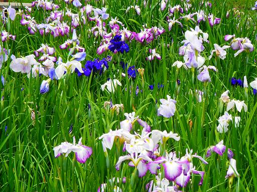 須磨離宮公園にて和の花を愛でる_c0081032_2131559.jpg