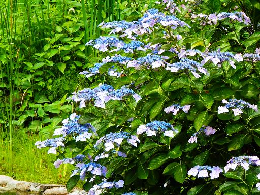 須磨離宮公園にて和の花を愛でる_c0081032_2153587.jpg