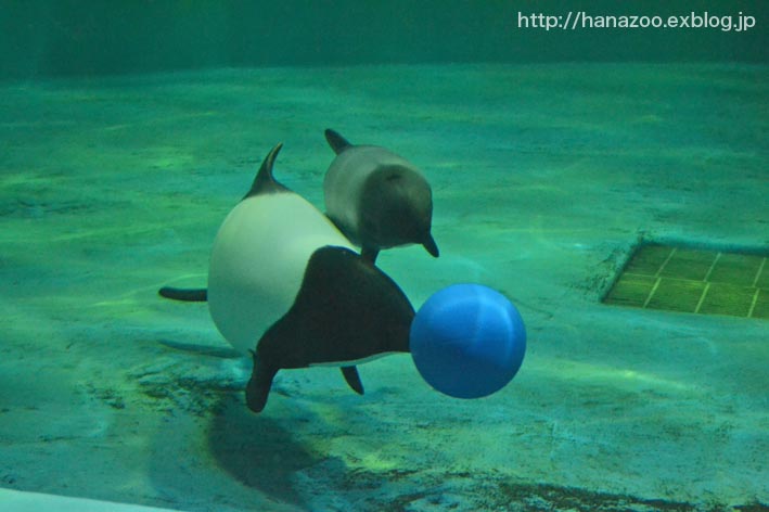 イロワケイルカの親子＠松島水族館_b0245634_2250555.jpg