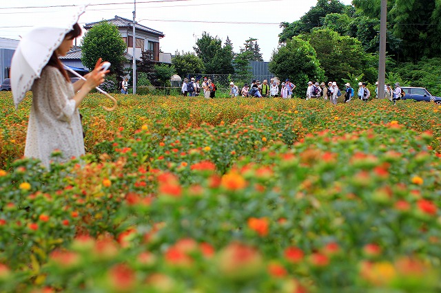 桶川紅花祭り_c0229539_15512866.jpg