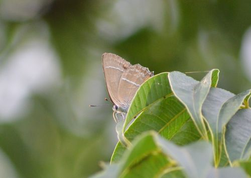 ヤクシマルリシジミ♀他　今朝の知多半島_d0254540_10183183.jpg