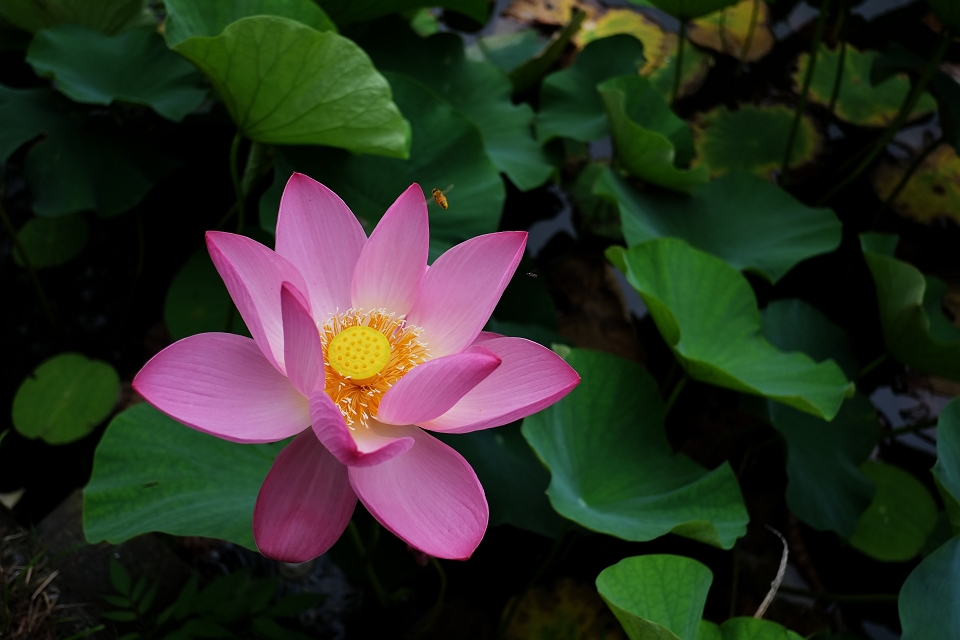 蓮華寺池公園朝の蓮_a0264542_2331497.jpg